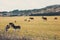 Horses and donkeys graze on the meadow