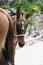 Horses and donkeys on the island of Santorini - the traditional transport for tourists.