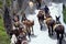Horses and donkeys on the island of Santorini - the traditional transport for tourists. Animals on