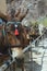 Horses and donkeys on the island of Santorini - the traditional transport for tourists. Animals on the stairs leading to the old