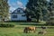 Horses and Donkeys in Pasture in Front of White House