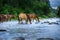 Horses drink in river