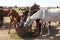 Horses drinking in pasture