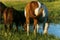 Horses Drinking at Pond