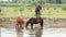 Horses drinking water