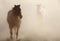 Horses in the Dust