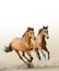 Horses in dust