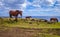 Horses on easter island cliffs