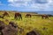 Horses on easter island cliffs