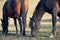 Horses eat grass in a clearing