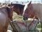 Horses eatiing hay in a market of the animals in Romania.