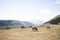 Horses eating in the field with the Pyrenees mountains in background, brown horses grazing in the mountains