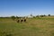 Horses Eating in the Fields of Amish Farms