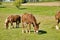 Horses Eating in the Fields of Amish Farms