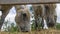 Horses eating fresh hay between the bars of an wooden fence. Group of purebred horses eating hay on rural animal farm