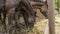 Horses eating fresh hay between the bars of an wooden fence. Group of purebred horses eating hay on rural animal farm