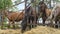 Horses eating fresh hay between the bars of an wooden fence. Group of purebred horses eating hay on rural animal farm