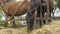 Horses eating fresh hay between the bars of an wooden fence. Group of purebred horses eating hay on rural animal farm