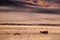 Horses eating grass in autumn prairie