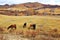 The horses eating grass on the Beigou scenery spot