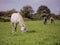 Horses eating grass in a field.