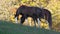 Horses eating grass on the hill with a background of fall foliage near Carousel Park, Pike Creek, Delaware, U.S