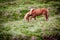 Horses eating grass in Iceland