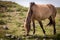 Horses eating grass in Iceland