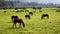 Horses eating grass meadow