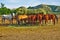 Horses Eating Hay from Feeding Crib in Corral