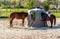 Horses eating hay at a feeding place - Hesse, Germany