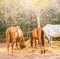 Horses eating a hay at ranch summertime.