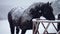 Horses eating Hay during a Winter Snowstorm