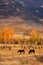 Horses and Elk Herd