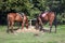 Horses exhibited at the fair in Bjelovar, Croatia