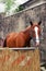 Horses expo: a horse in its box