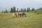 Horses family grazing in green summer meadow