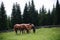 Horses family in the green scenery eating grass in the forest