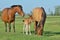 Horses family in a meadow