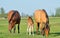 Horses family in spring time