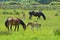 Horses family in springtime