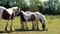 Horses family walking walking and eating grass in england uk