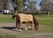 Horses in the farm