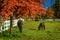 Horses on a farm in British Columbia, Canada