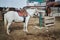 Horses on the farm eat, pasture, ranch, animals