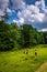 Horses in a farm field in the rural Potomac Highlands of West Vi