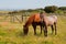 Horses in the farm field. Spanish purebred horses