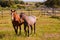 Horses in the farm field. Spanish purebred horses