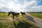 Horses at a farm running at sunset, beautiful natural countryside scenery