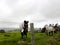 Horses on farm @ Saddleback Mountain, Kiama